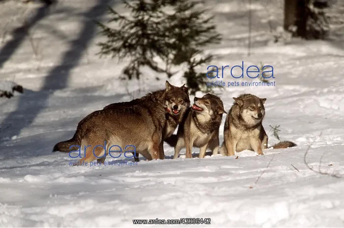 : WOLVES - x four, snarling pack in snow : WOLVES - x four, snarling pack in snow