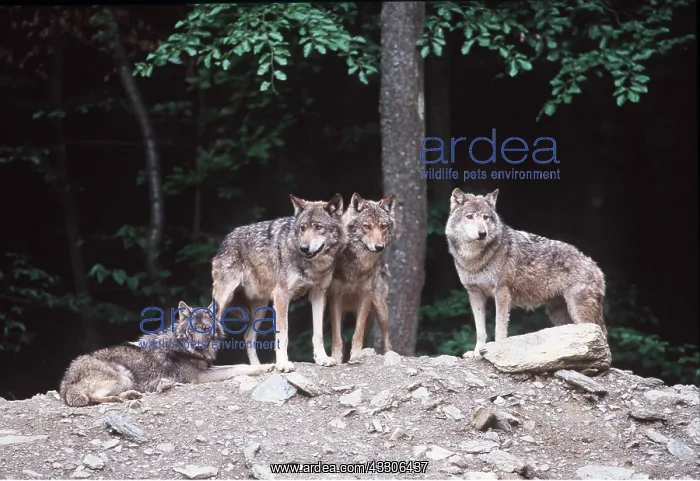 : WOLVES - x four on rocky ground : WOLVES - x four on rocky ground