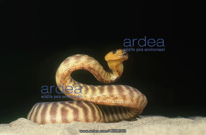 : Woma (Aspidites ramdsayi). Endangered species. Australia : Woma (Aspidites ramdsayi). Endangered species. Australia