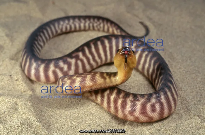 : Woma (Aspidites ramsayi). Australia. Endangered Species : Woma (Aspidites ramsayi). Australia. Endangered Species