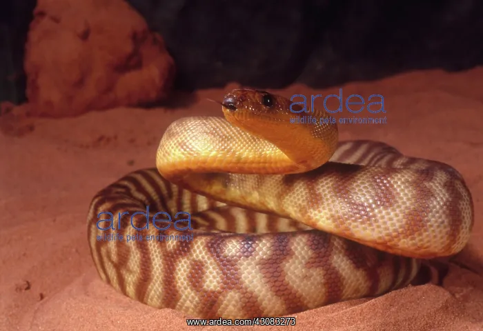 : Woma (Aspidites ramsayi) Australia. Endangered species : Woma (Aspidites ramsayi) Australia. Endangered species