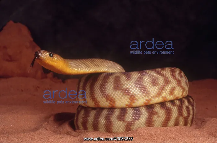 : Woma (Aspidites ramsayi). Endangered Species : Woma (Aspidites ramsayi). Endangered Species
