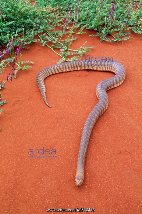 : Woma Python : Woma Python