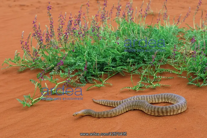 : WOMA PYTHON : WOMA PYTHON