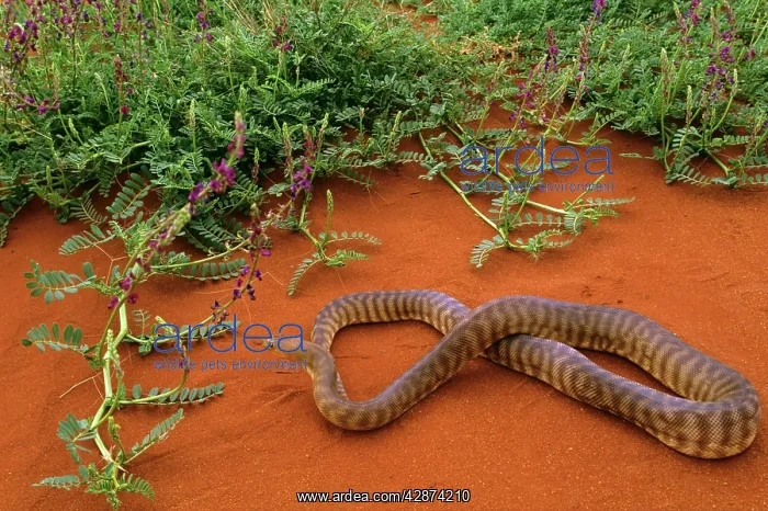 : Woma Python : Woma Python