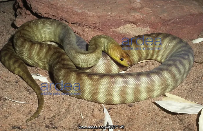 : Woma Python : Woma Python