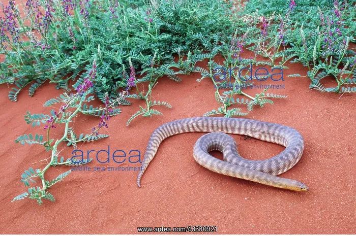 : WOMA PYTHON : WOMA PYTHON