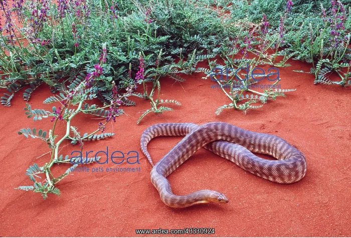 : WOMA PYTHON : WOMA PYTHON