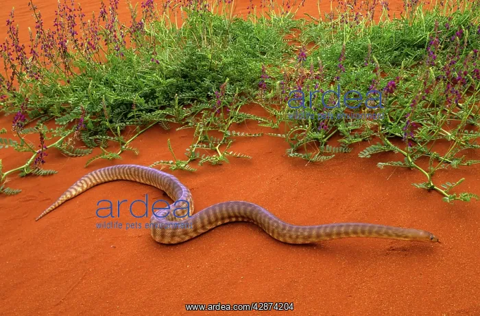 : Woma Python - Desert regions of central / western Australia : Woma Python - Desert regions of central / western Australia