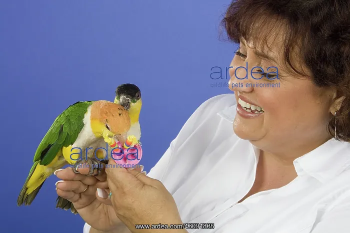 : Woman with Black-headed and White-bellied Caiques : Woman with Black-headed and White-bellied Caiques