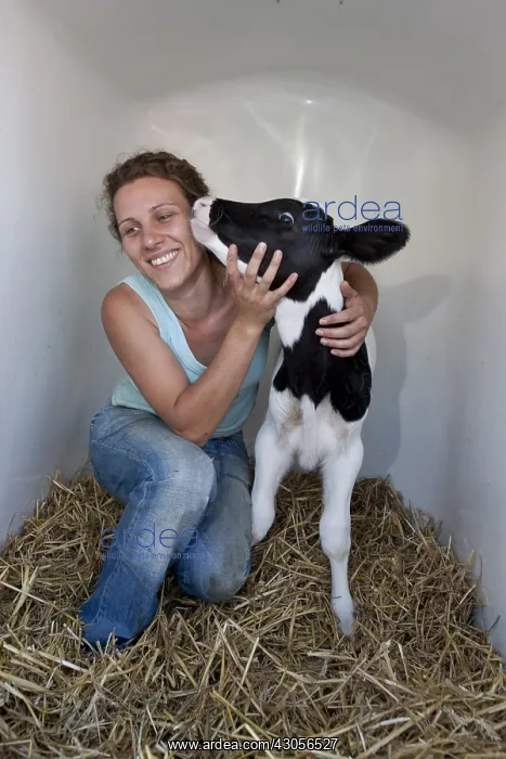 : A woman caring for a niche Veal Holstein Germany : A woman caring for a niche Veal Holstein Germany