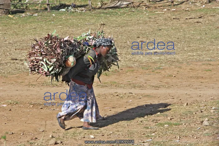  : Woman carrying eucalyptus