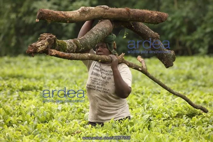 : Woman carrying heavy tree branches on her head through : Woman carrying heavy tree branches on her head through