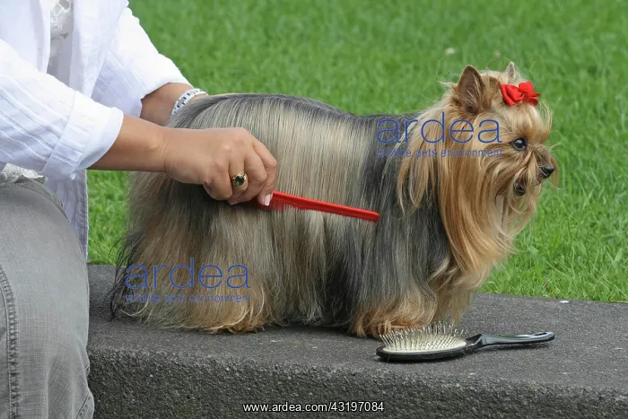 : Woman combing and brushing a female Yorkshire Terrier : Woman combing and brushing a female Yorkshire Terrier