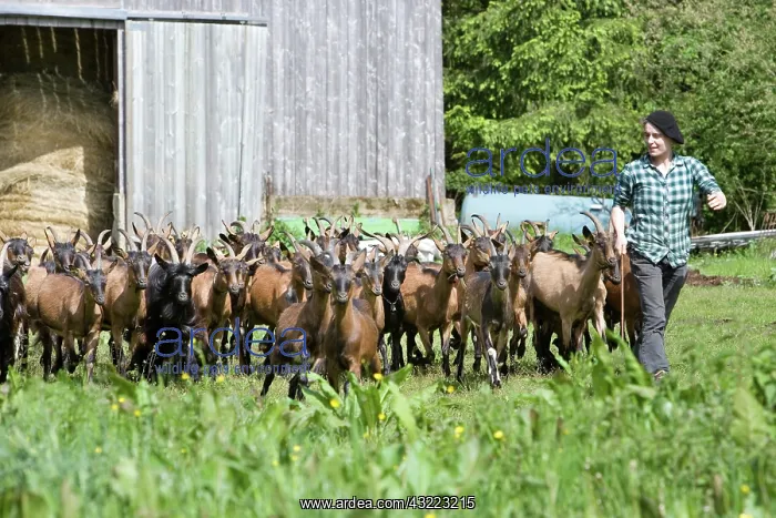 : Woman conducting Goats - Farm Pampilles France : Woman conducting Goats - Farm Pampilles France