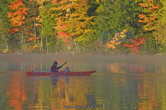 : Woman and Dog canoeing : Woman and Dog canoeing