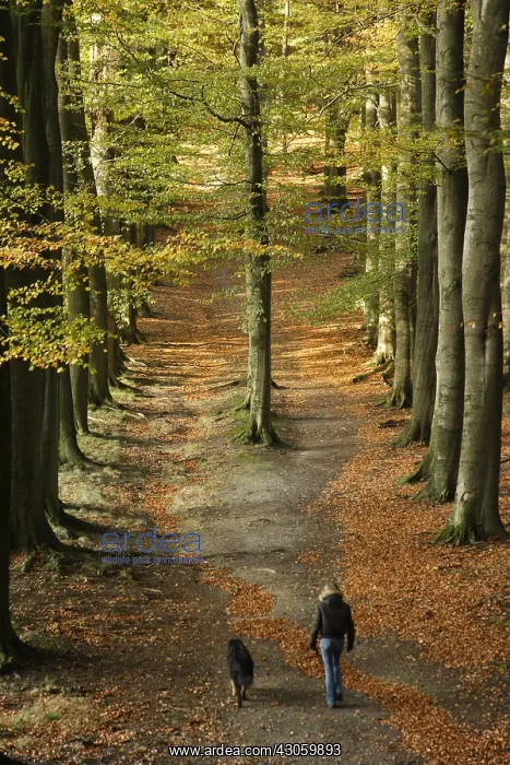 : Woman and her dog Veluwezoom Netherlands : Woman and her dog Veluwezoom Netherlands