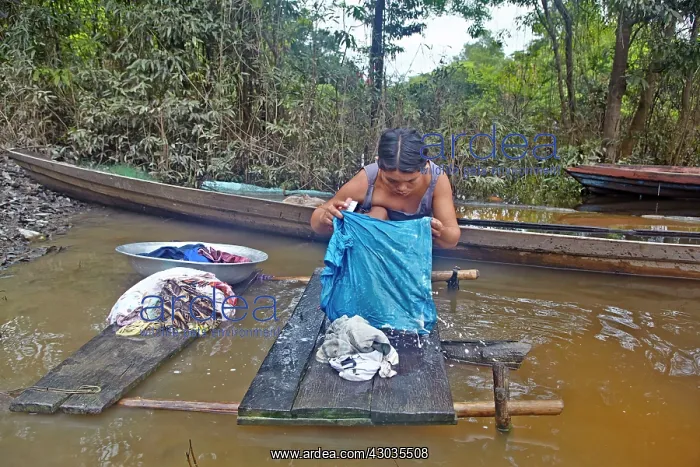 : woman doing laundry in the river Indian of the Apurina : woman doing laundry in the river Indian of the Apurina