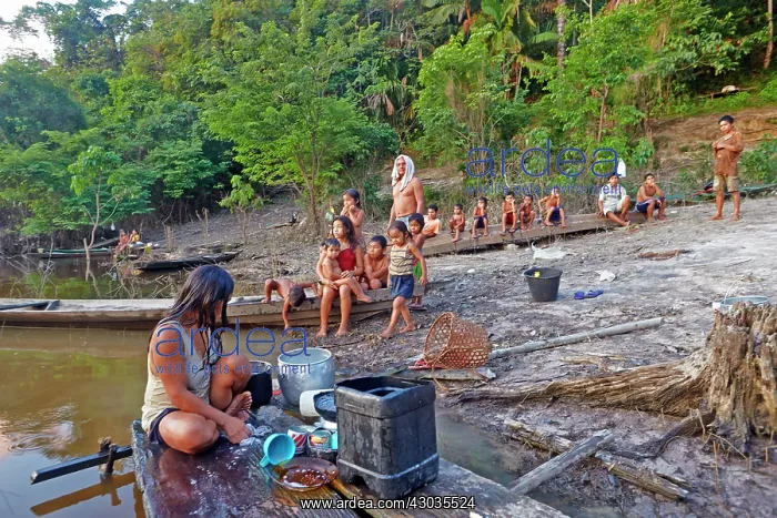 : Woman doing laundry in the river Indian of the Apurina : Woman doing laundry in the river Indian of the Apurina