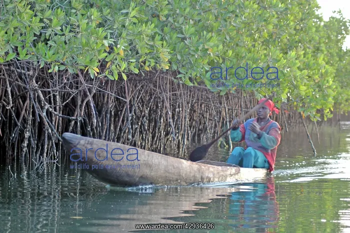 : Woman in dugout canoe transport in mangrove swamp : Woman in dugout canoe transport in mangrove swamp