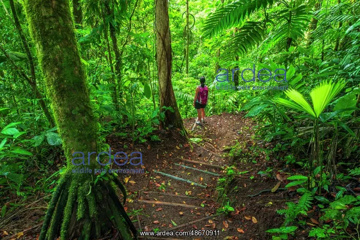  : Woman exploring on a jungle trail, Alajuela Province, Costa