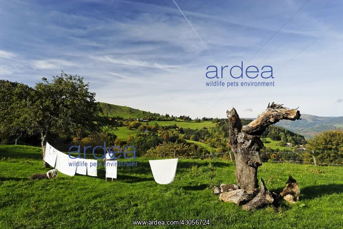 : A woman extending her laundry in a meadow in autumn : A woman extending her laundry in a meadow in autumn