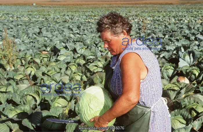 : Woman farming CABBAGES : Woman farming CABBAGES