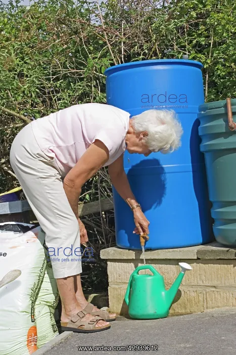 : Woman filling green watering can from blue rain water butt : Woman filling green watering can from blue rain water butt