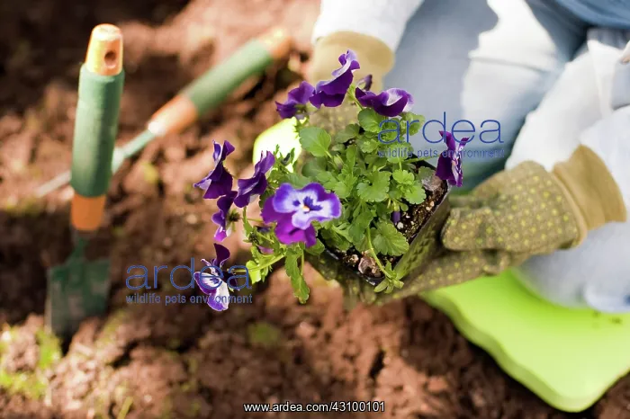 : Woman Gardening : Woman Gardening