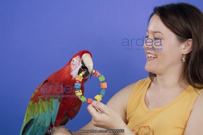 : Woman with Her Green-winged Macaw : Woman with Her Green-winged Macaw