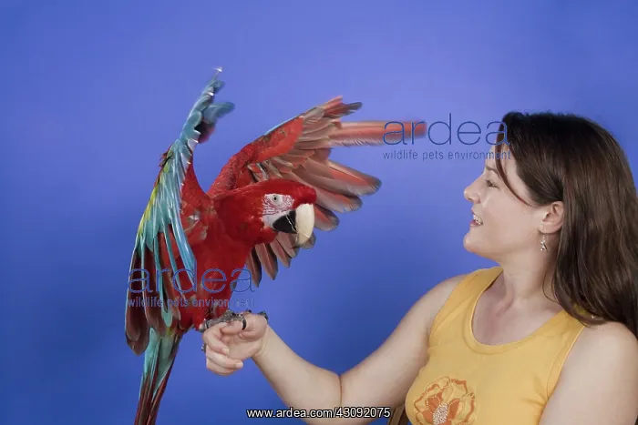  : Woman with Her Green-winged Macaw