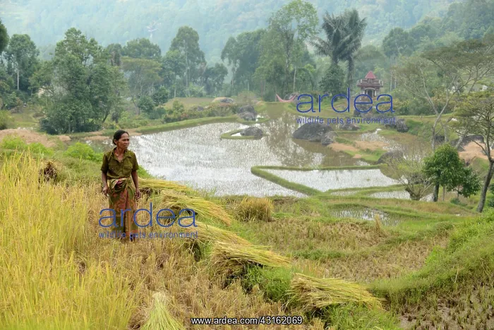  : Woman harvesting rice in highland area