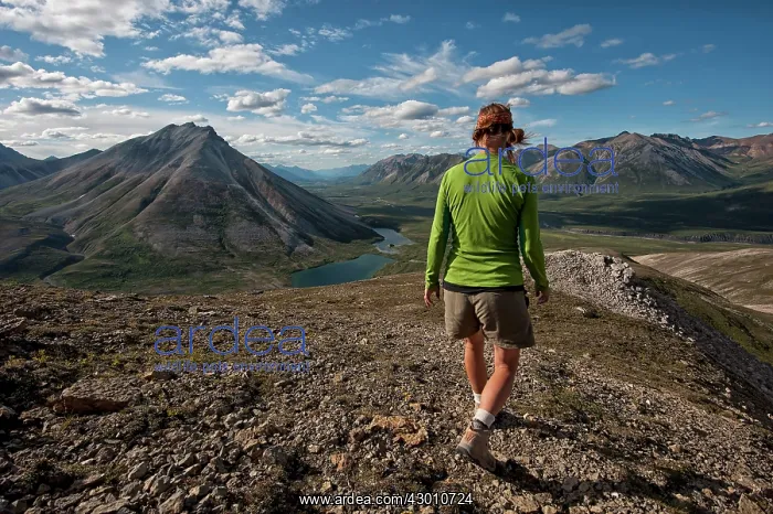 : Woman Hiker / Walker hiking in wilderness mountains : Woman Hiker / Walker hiking in wilderness mountains