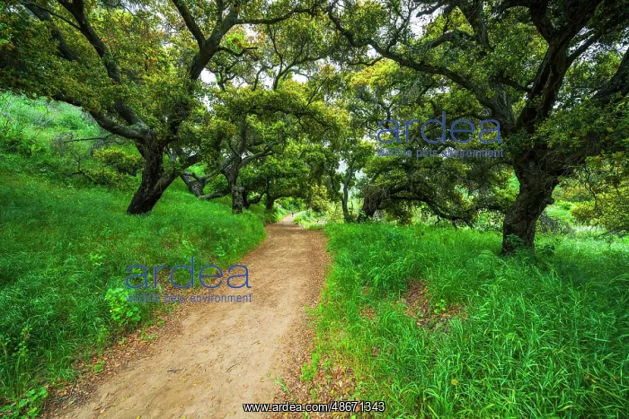 : Woman hiking through coast live oaks in Harmon Canyon : Woman hiking through coast live oaks in Harmon Canyon