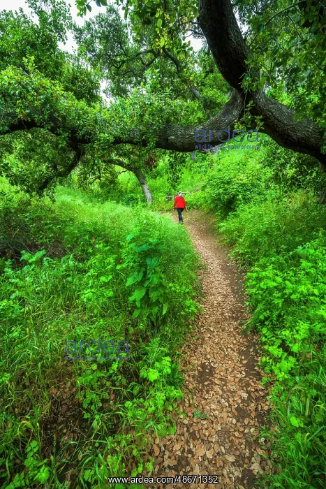 : Woman hiking through coast live oaks in Harmon Canyon : Woman hiking through coast live oaks in Harmon Canyon