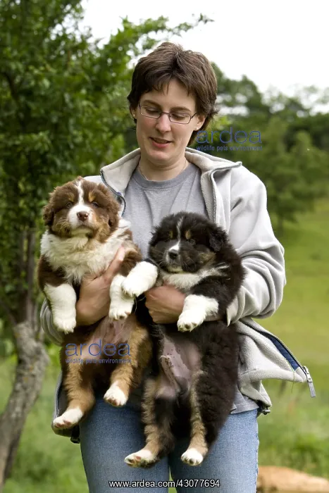 : Woman holding in her arms two Australian Shepherd Puppies : Woman holding in her arms two Australian Shepherd Puppies
