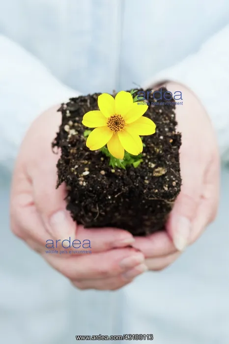  : Woman Holding Flower