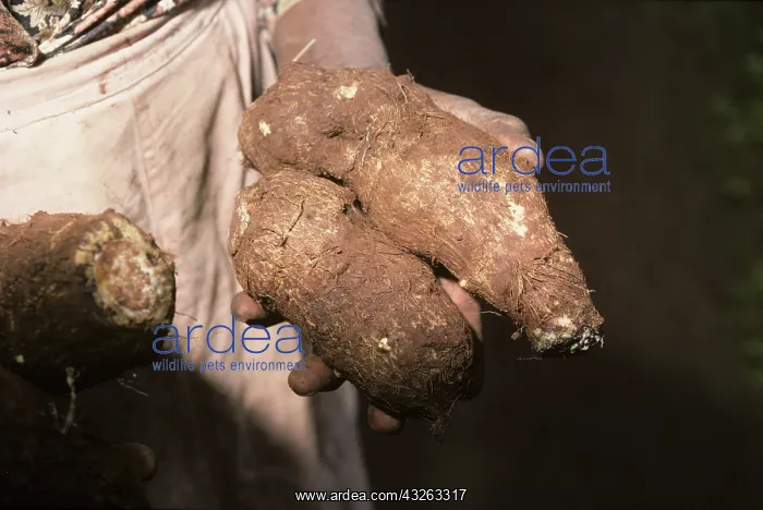  : Woman holding Taro tubers