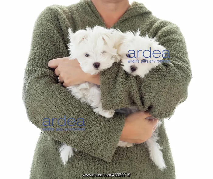 : Woman holding two young maltese puppies isolated on white : Woman holding two young maltese puppies isolated on white