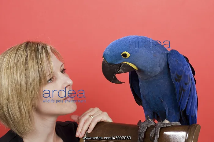 : Woman with Her Hyacinth Macaw : Woman with Her Hyacinth Macaw