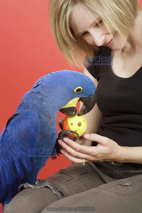 : Woman and Her Hyacinth Macaw : Woman and Her Hyacinth Macaw