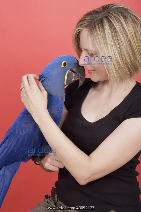: Woman and her Hyacinth Macaw : Woman and her Hyacinth Macaw
