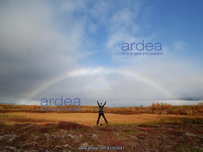 : Woman is jumping in the air under rainbow, autumn : Woman is jumping in the air under rainbow, autumn