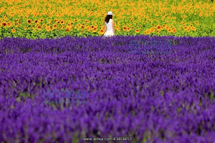 : Woman in the lavender and sunflower field on the : Woman in the lavender and sunflower field on the