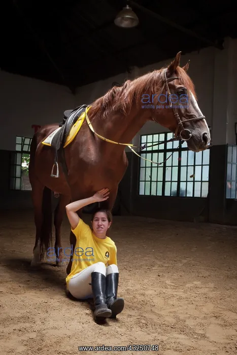 : Woman making a exercise in trust with a horse : Woman making a exercise in trust with a horse