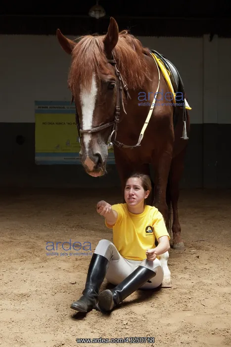 : Woman making a exercise in trust with a horse : Woman making a exercise in trust with a horse