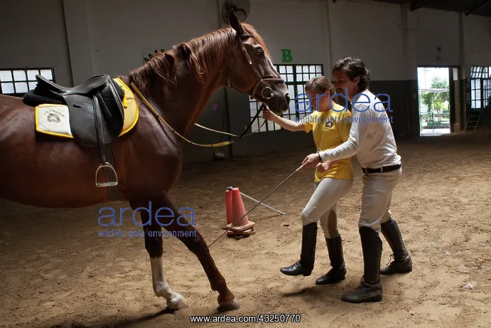 : Woman making a exercise in trust with a horse : Woman making a exercise in trust with a horse