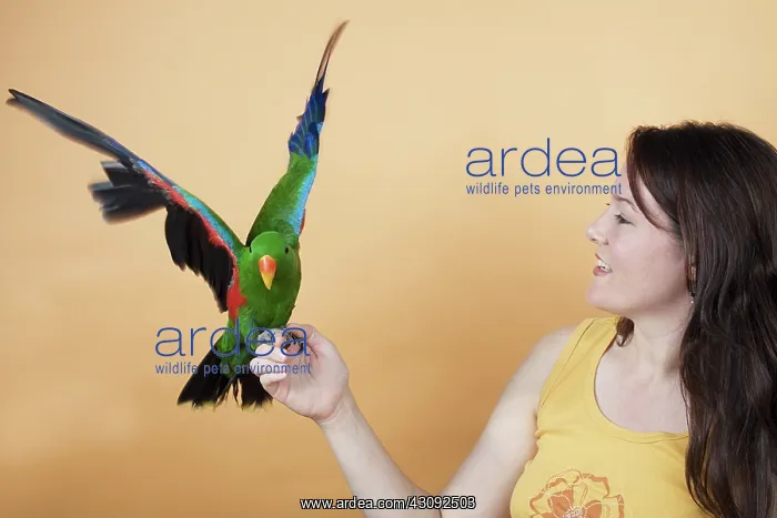 : Woman With Male Red-sided Eclectus Parrot : Woman With Male Red-sided Eclectus Parrot