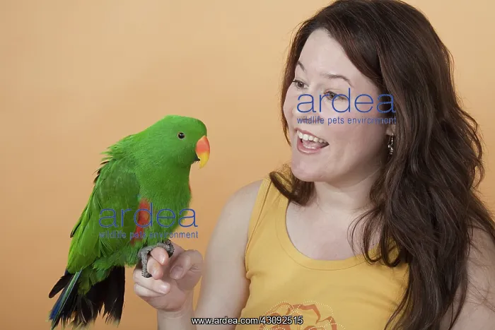 : Woman With Male Red-sided Eclectus Parrot : Woman With Male Red-sided Eclectus Parrot