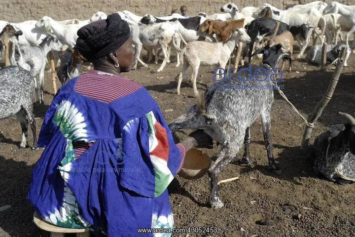 : A woman during milking goats Tieblena Mali : A woman during milking goats Tieblena Mali